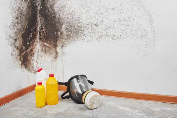 Best Water Damage Restoration  in Franklinville, NC