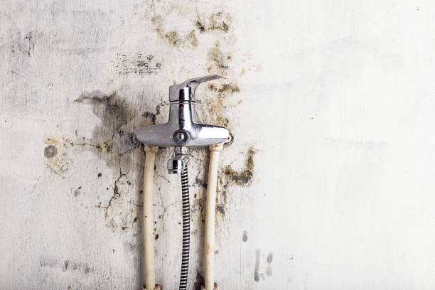 Best Mold Removal Process  in Franklinville, NC