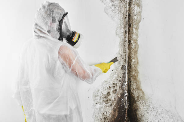 Best Affordable Mold Removal  in Franklinville, NC