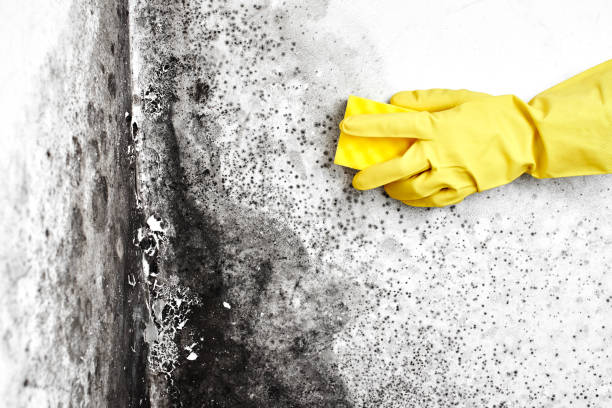 Best Mold Damage Repair  in Franklinville, NC