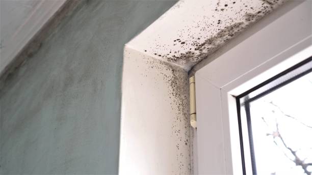 Mold Removal and Inspection in Franklinville, NC