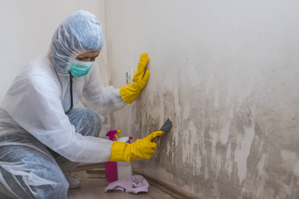 Best Best Mold Removal Companies  in Franklinville, NC