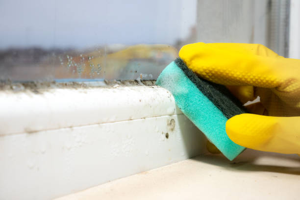 Best Commercial Mold Removal  in Franklinville, NC