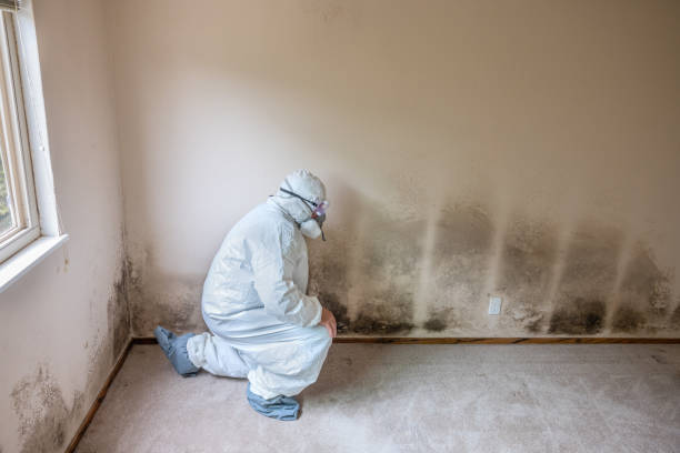 Best Mold Cleaning Services  in Franklinville, NC