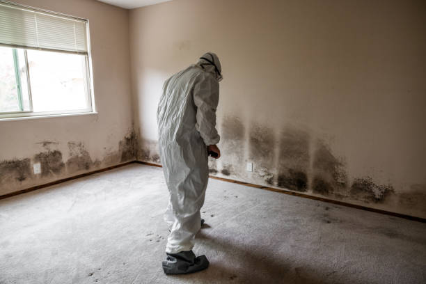 Best Black Mold Removal  in Franklinville, NC