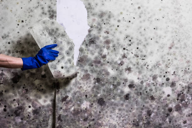 Best Commercial Mold Removal  in Franklinville, NC