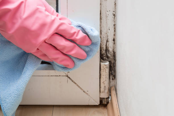 Best Mold Remediation  in Franklinville, NC