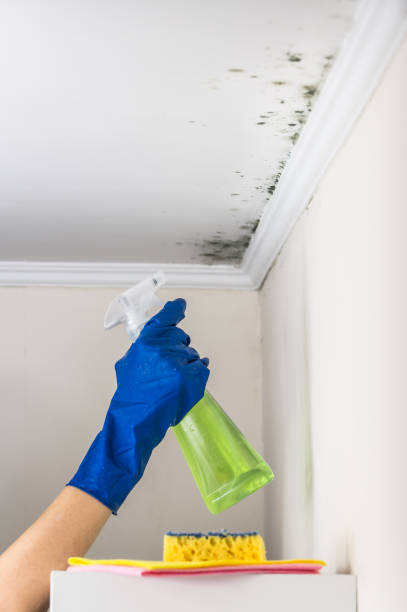 Best Certified Mold Removal  in Franklinville, NC