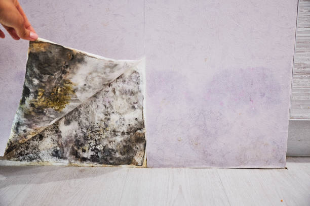 Best Mold Removal Company Near Me  in Franklinville, NC
